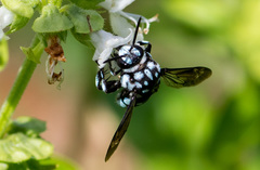 Thyreus caeruleopunctatus