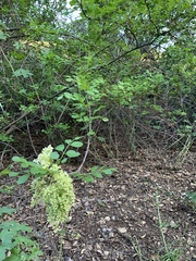 Fraxinus dipetala