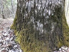 Placidium arboreum