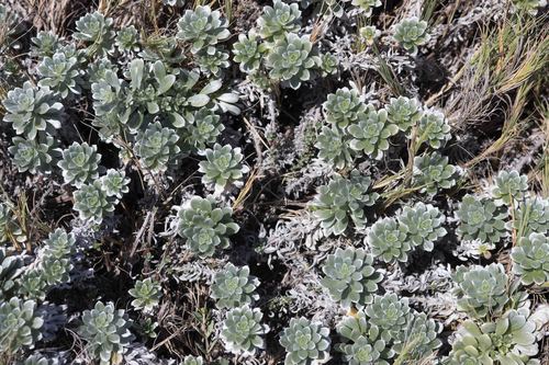 Heliotropium anomalum observed 2019-03-25