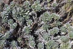 Heliotropium anomalum