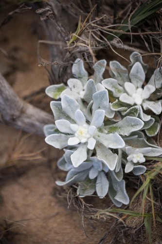 Pseudognaphalium sandwicensium var. molokaiense