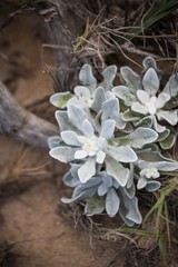 Pseudognaphalium sandwicensium molokaiense