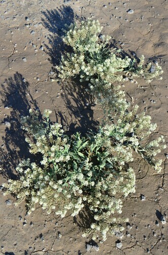 Image of Lepidium appelianum by (c) Gabriel Campbell-Martinez, some rights reserved (CC BY)