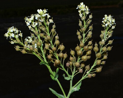 Image of Lepidium appelianum by (c) Gabriel Campbell-Martinez, some rights reserved (CC BY)