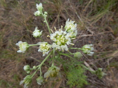 Hymenopappus