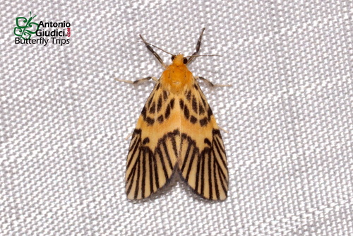 Miltochrista citrona
