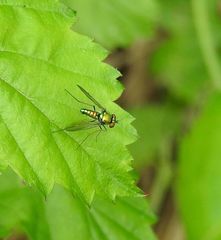 Condylostylus comatus