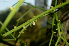 Rhipsalis teres