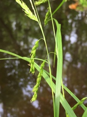 Image of Carex debilis