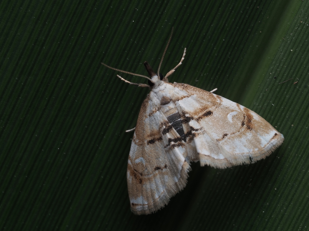 Jasmine bud borer