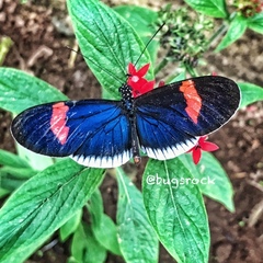 Heliconius erato cyrbia