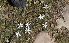 Lobelia perpusilla