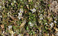 Glossostigma elatinoides