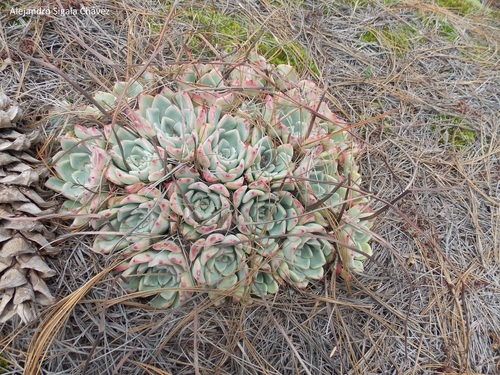 Image of Echeveria chihuahuaensis by no rights reserved