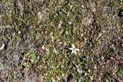 Glossostigma elatinoides