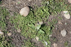 Centipeda aotearoana