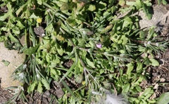 Centipeda aotearoana