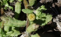 Centipeda aotearoana