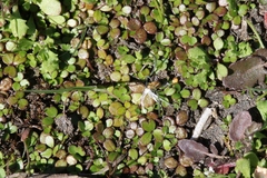 Hydrocotyle hydrophila