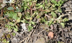 Centipeda aotearoana