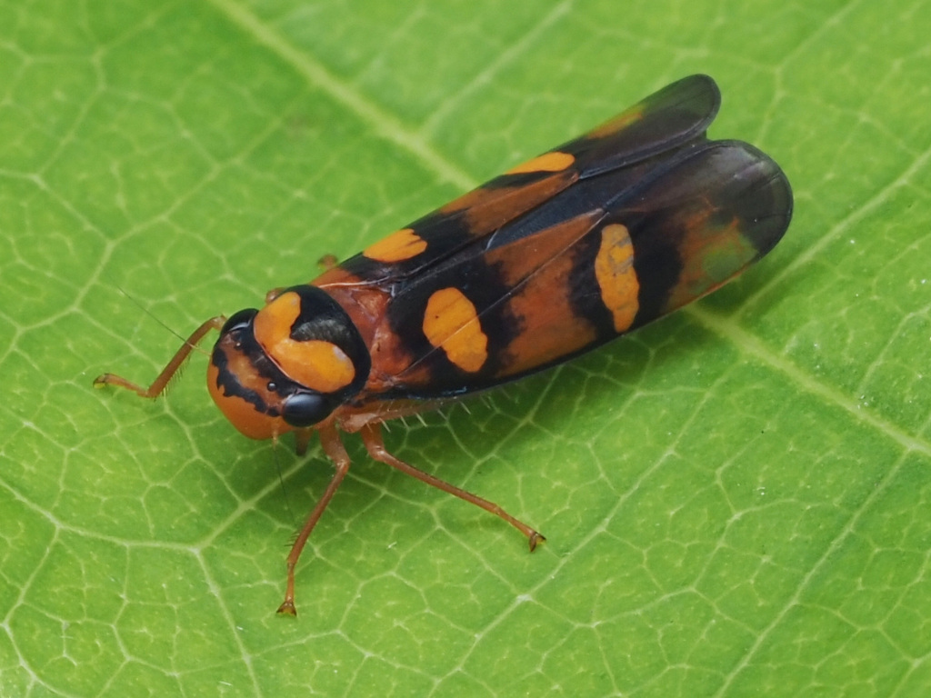 Erythrogonia jucunda