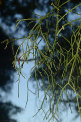 Rhipsalis teres