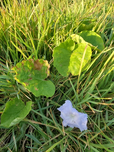 Ipomoea indica observed 2023-12-22