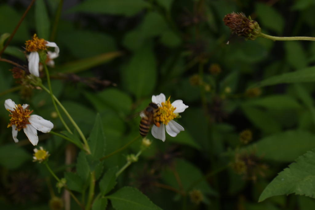 Asian Honey Bee from Taytay, 1920 Rizal, Philippines on December 5 ...