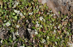 Glossostigma elatinoides