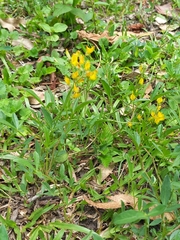 None (Listia bainesii)