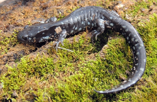 Unisexual Mole Salamander