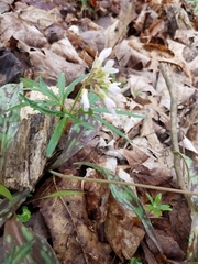 Cardamine concatenata