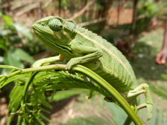 Trioceros