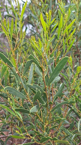 Image of Acacia ligulata by no rights reserved