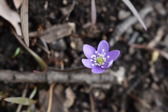 Hepatica acutiloba