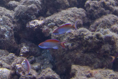 Moorea Anthias photo 2