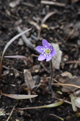 Hepatica acutiloba