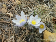 Pulsatilla nuttalliana
