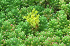 Sedum × rubrotinctum