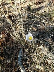 Pulsatilla nuttalliana
