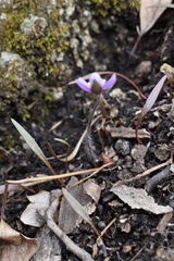 Hepatica acutiloba
