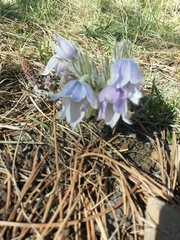 Pulsatilla nuttalliana