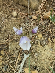 Pulsatilla nuttalliana