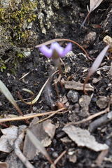 Hepatica acutiloba
