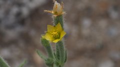 Mentzelia desertorum