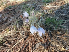 Pulsatilla nuttalliana