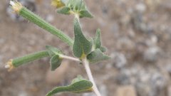 Mentzelia desertorum