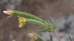 Mentzelia desertorum