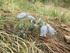 Pulsatilla nuttalliana